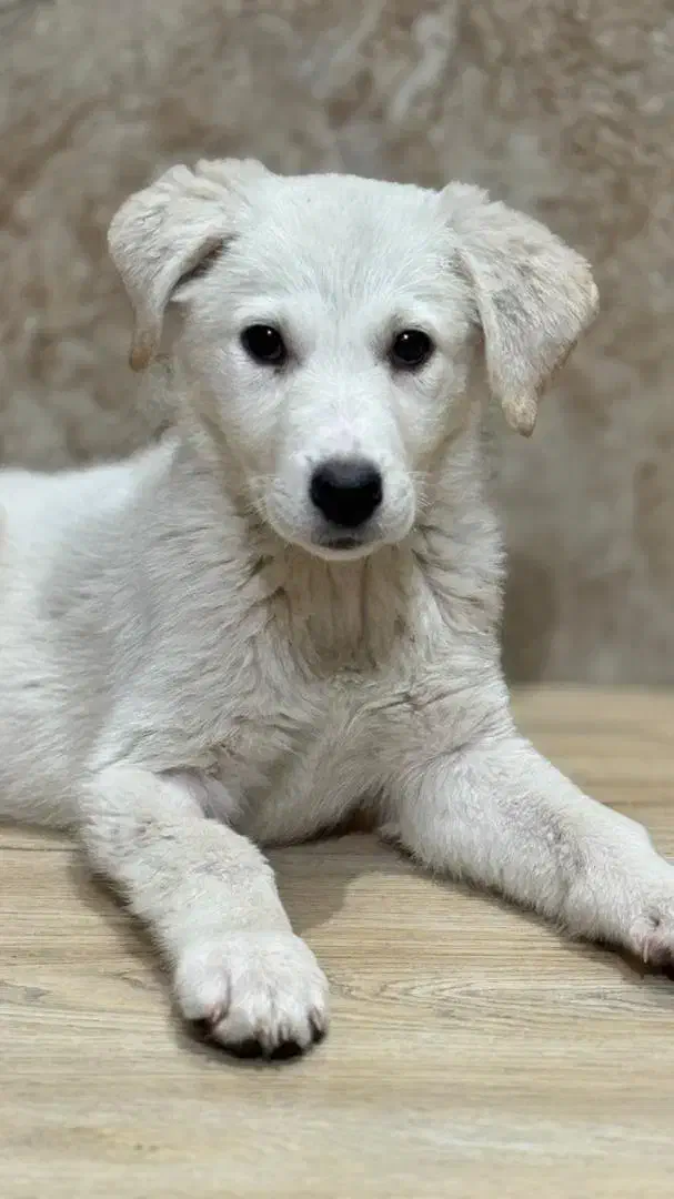 واگذاری  رایگان|سگ|مشکین‌دشت, |دیوار