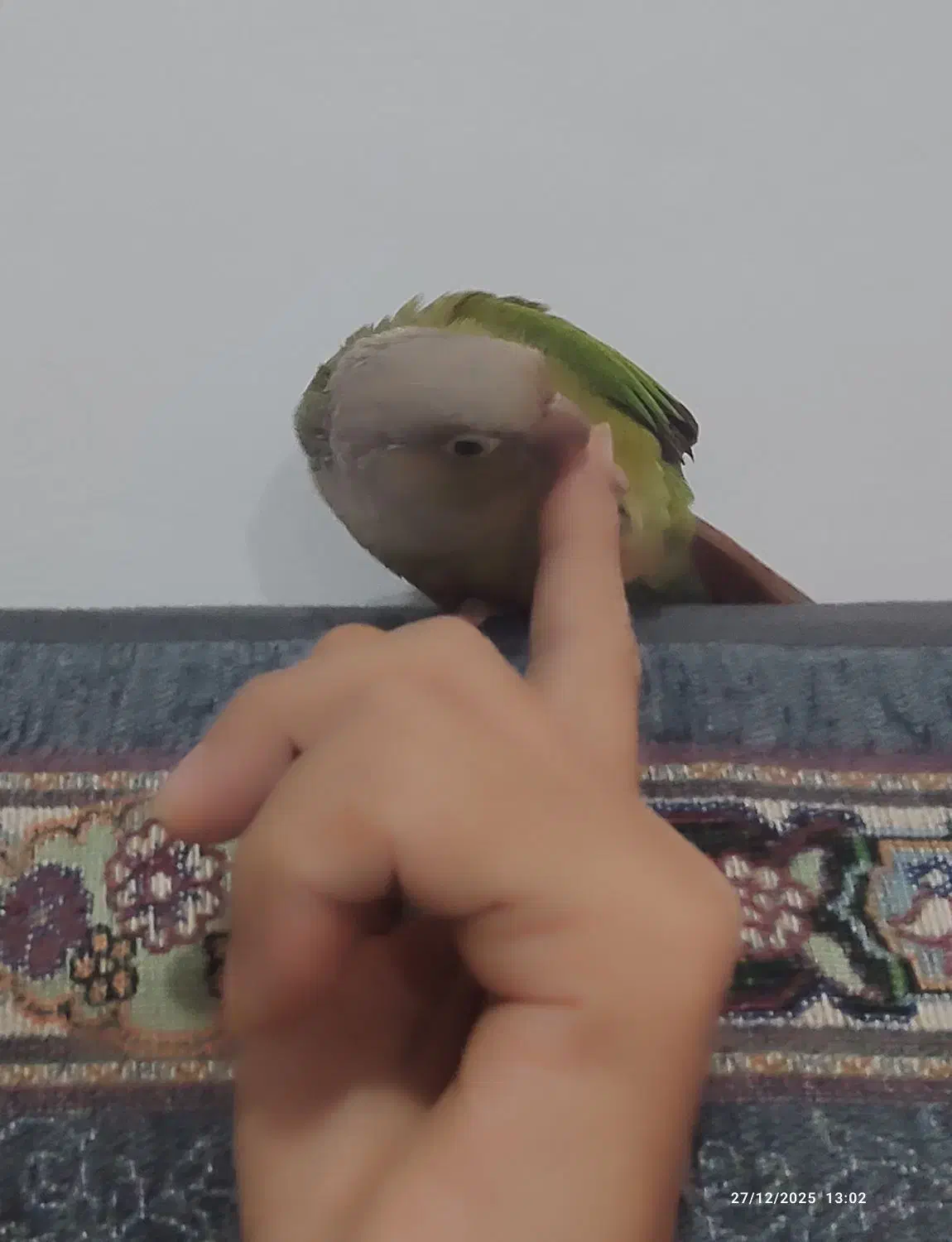 گرنجیک|پرنده|گرگان, |دیوار