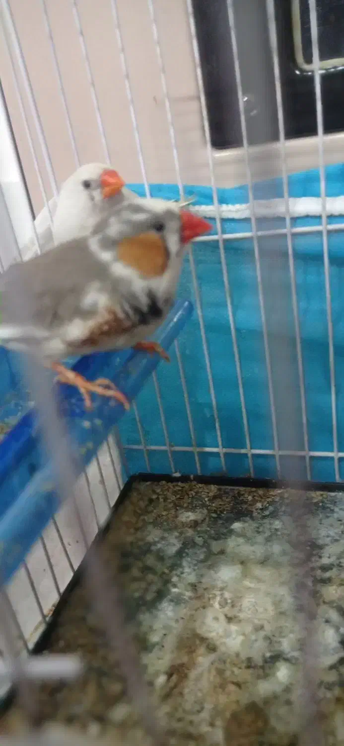 فنج|پرنده|مشهد, علی آباد|دیوار