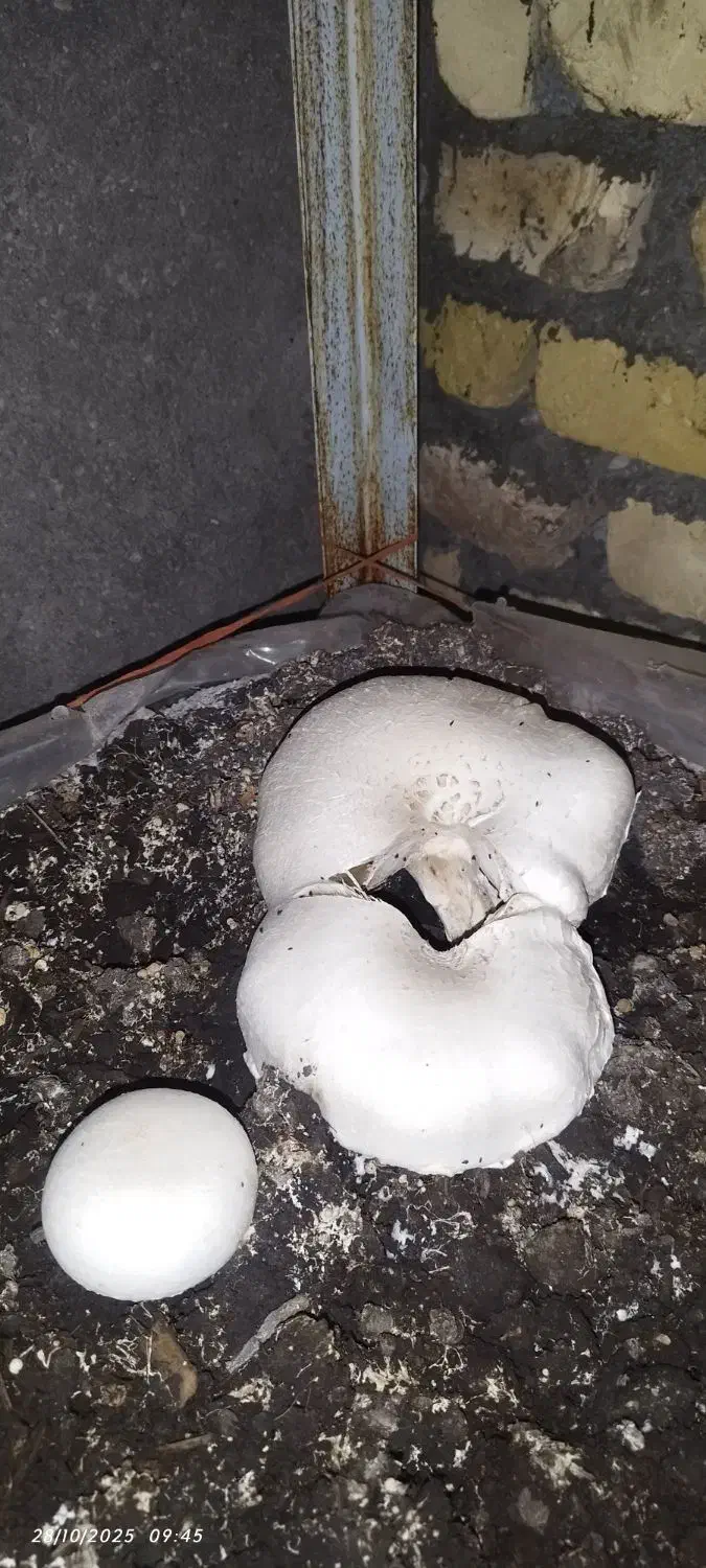 قارچ درجه دو|خوردنی و آشامیدنی|تربت‌حیدریه, داروپخش|دیوار