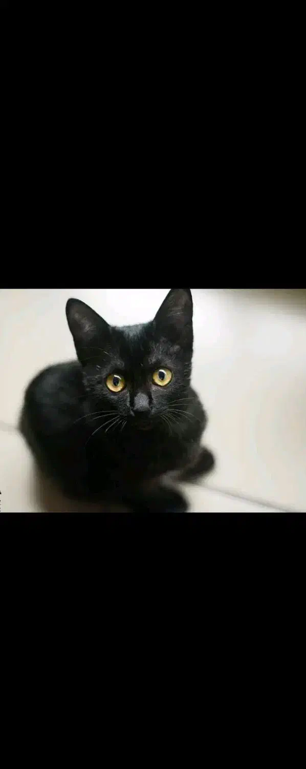 گربه رایگان در کلاله|گربه|گالیکش, |دیوار