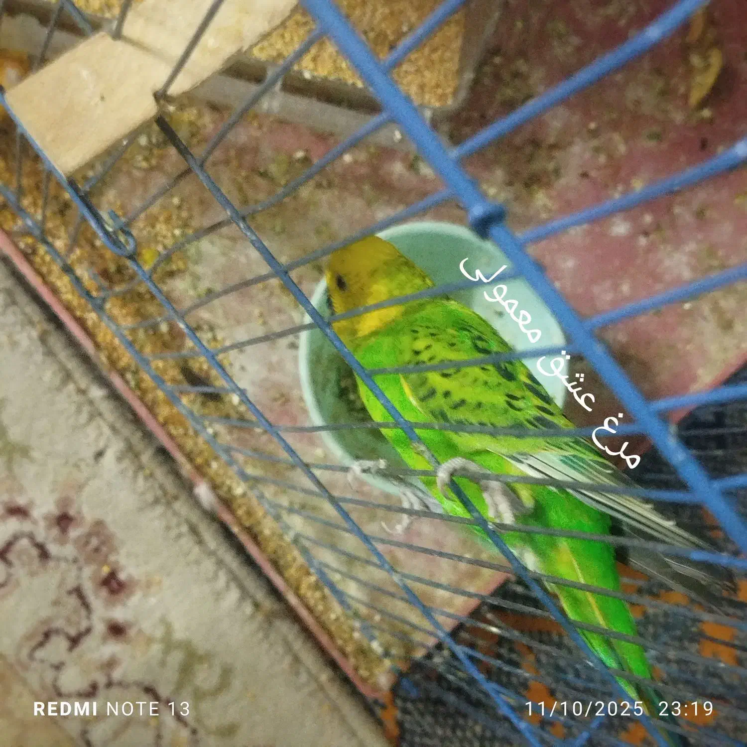 مرغ عشق|پرنده|شیراز, سیاه سنگ|دیوار