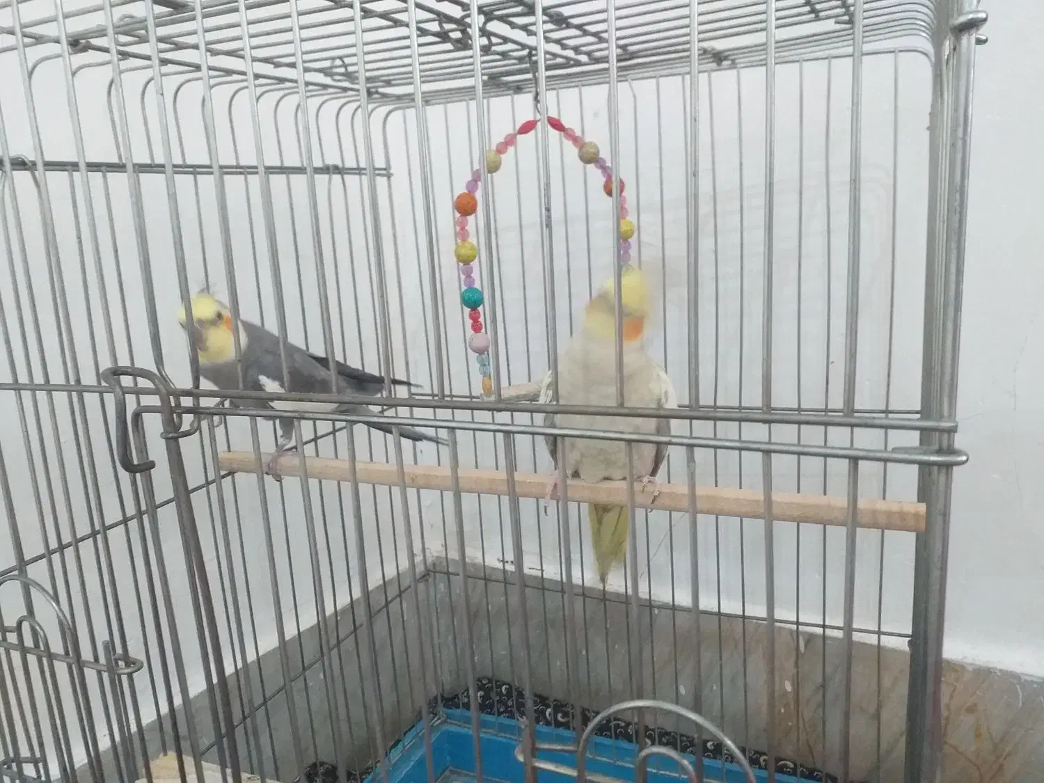 عروس هلندی نرماده|پرنده|بروجرد, |دیوار