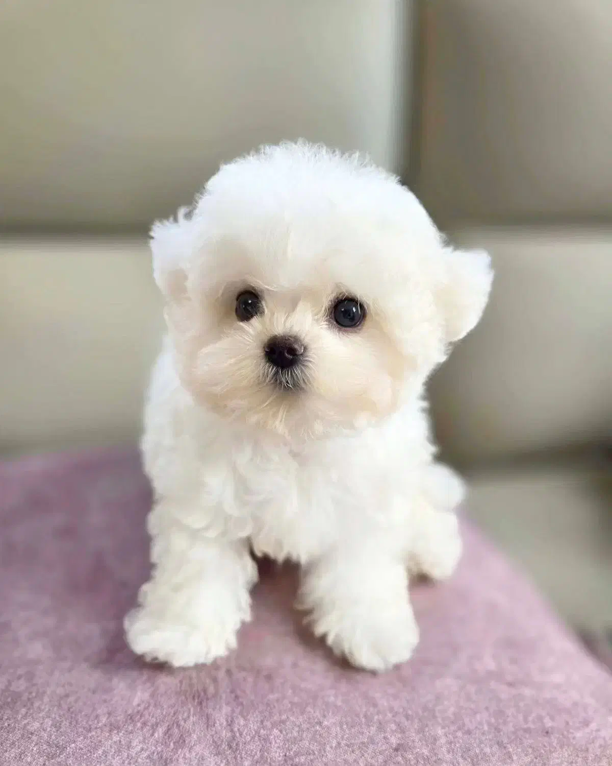 توله سگ پنبه ای مالتی پو بیصدا و آروم|سگ|تهران, وردآورد|دیوار