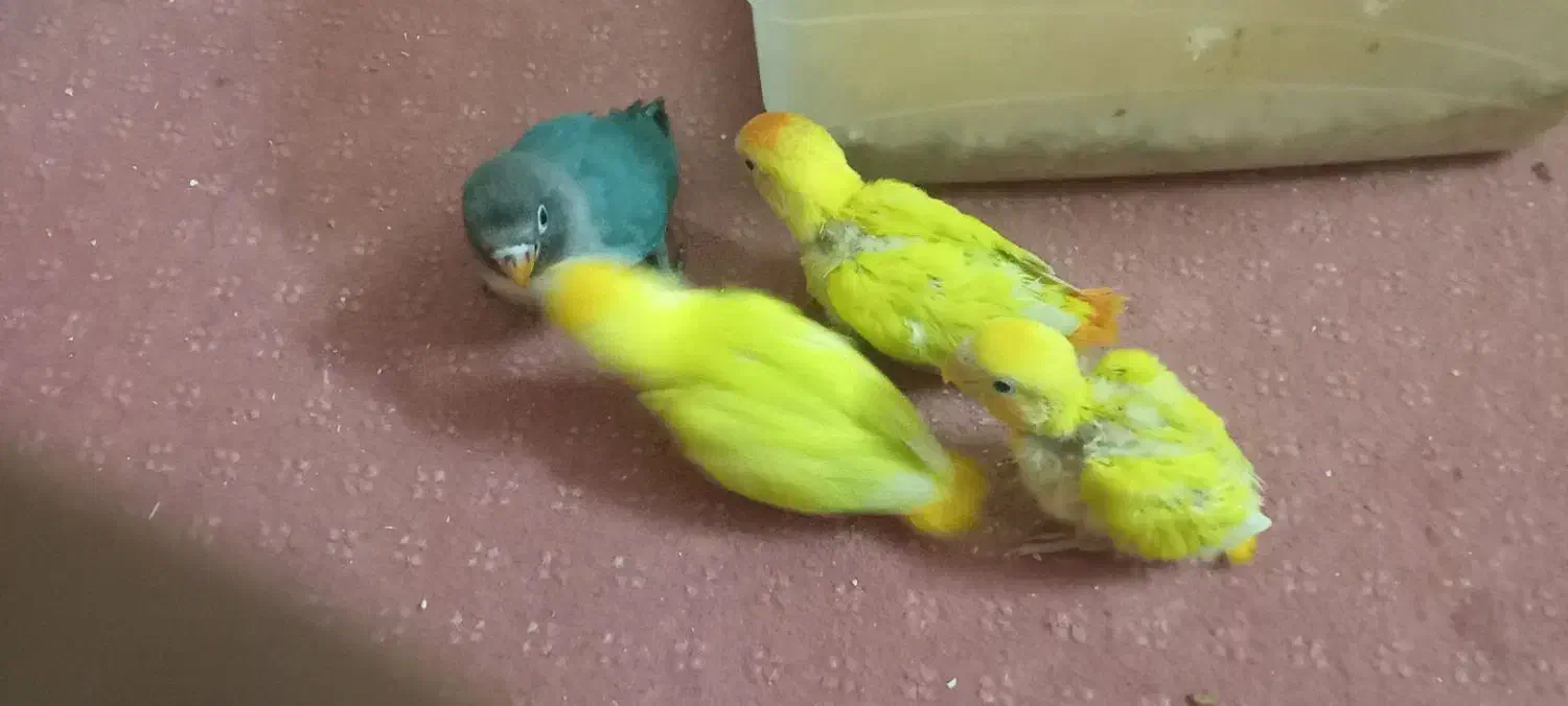 برزیلی سرلاک|پرنده|برازجان, |دیوار