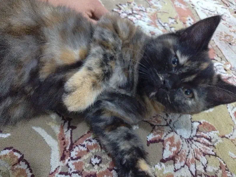 واگذاری گربه بریتیش|گربه|برازجان, |دیوار