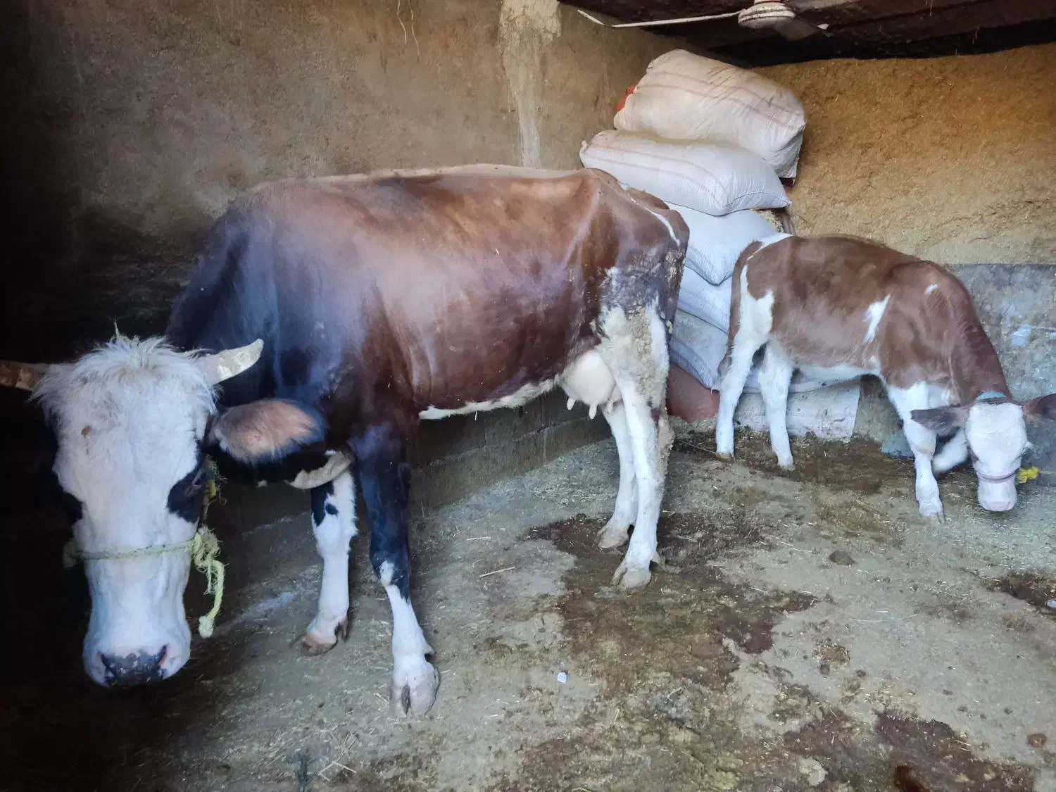 فروش یک راس گاو گوساله سیمینتال درجه یک|حیوانات مزرعه|پلدختر, |دیوار