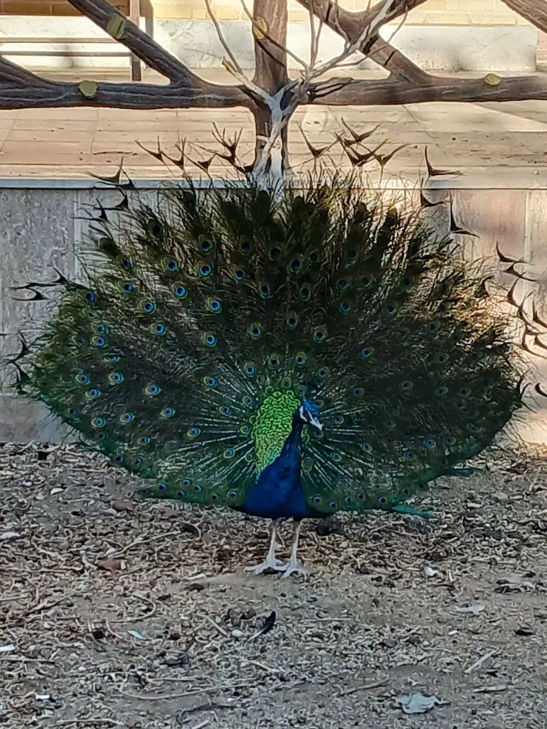 جفت طاووس|پرنده|یزد, |دیوار