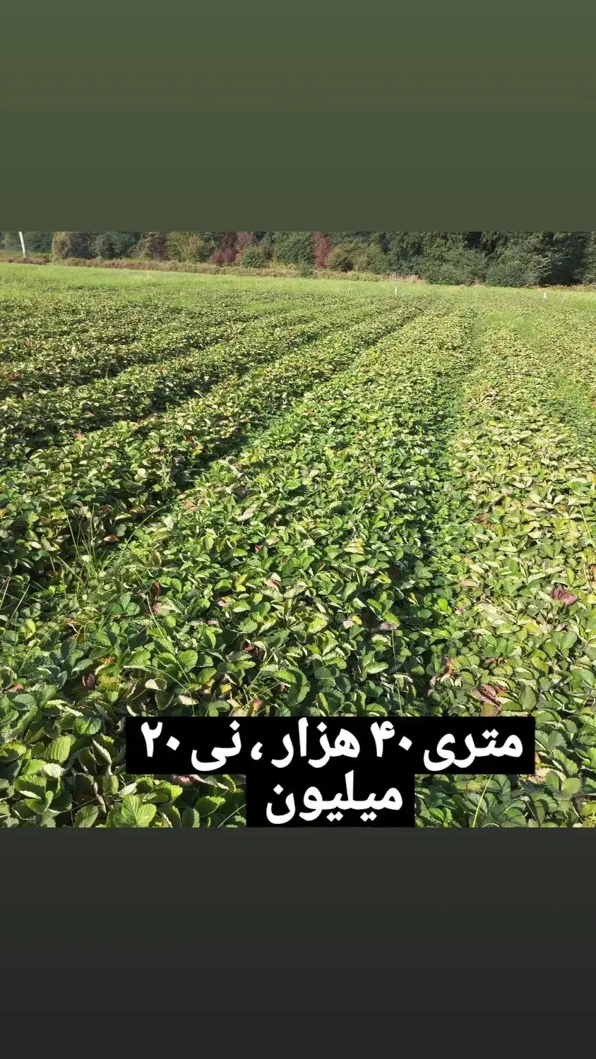 مفت و ارزان|ماهی|بهنمیر, |دیوار