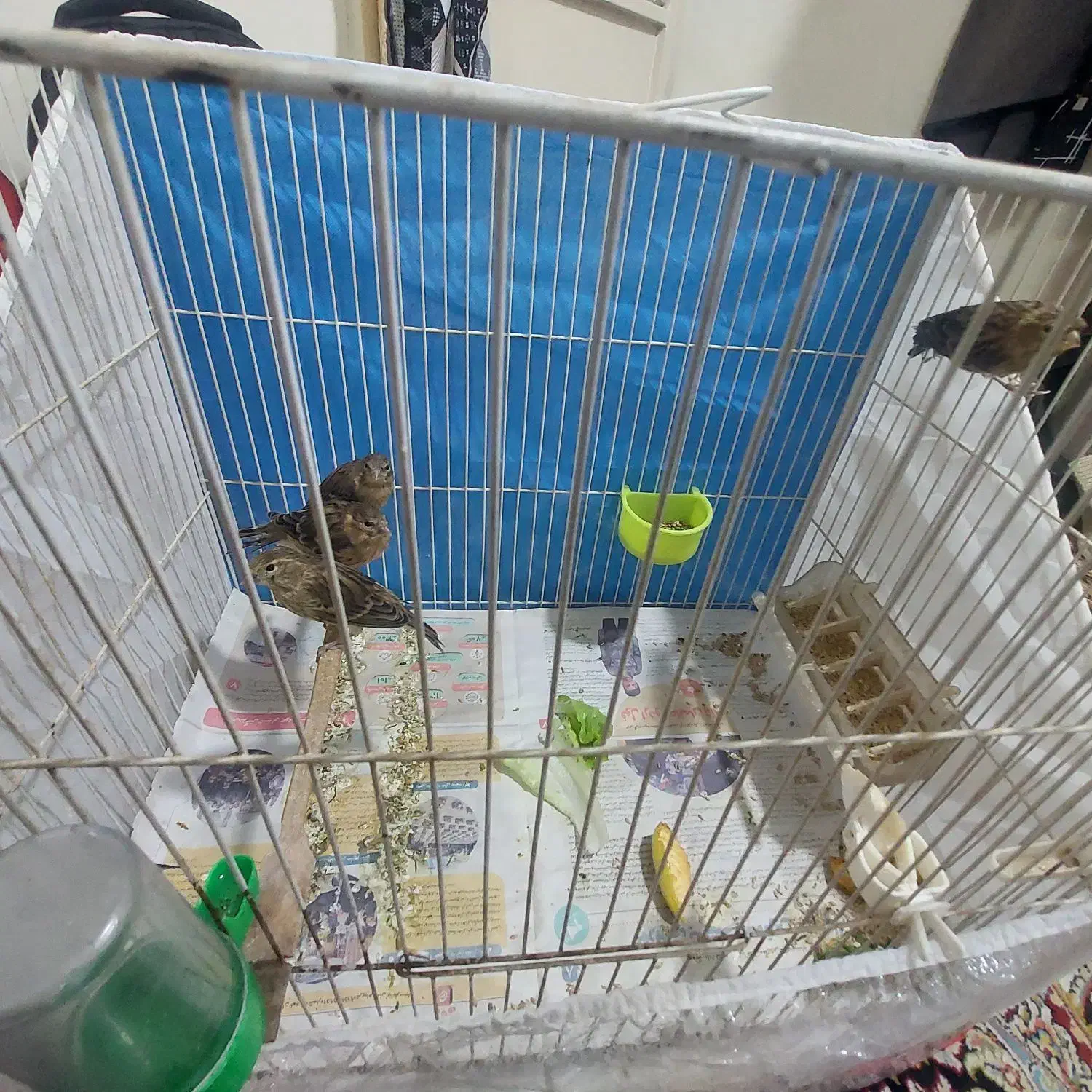 قناری|پرنده|مشهد, کوی سیدی|دیوار