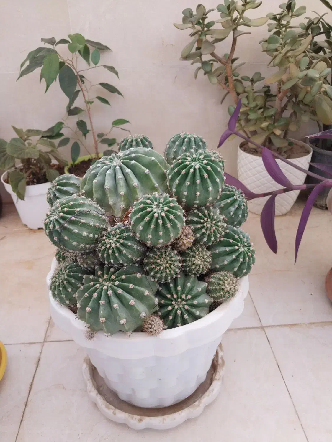 فروش حراجی|حراج|خمینی‌شهر, |دیوار