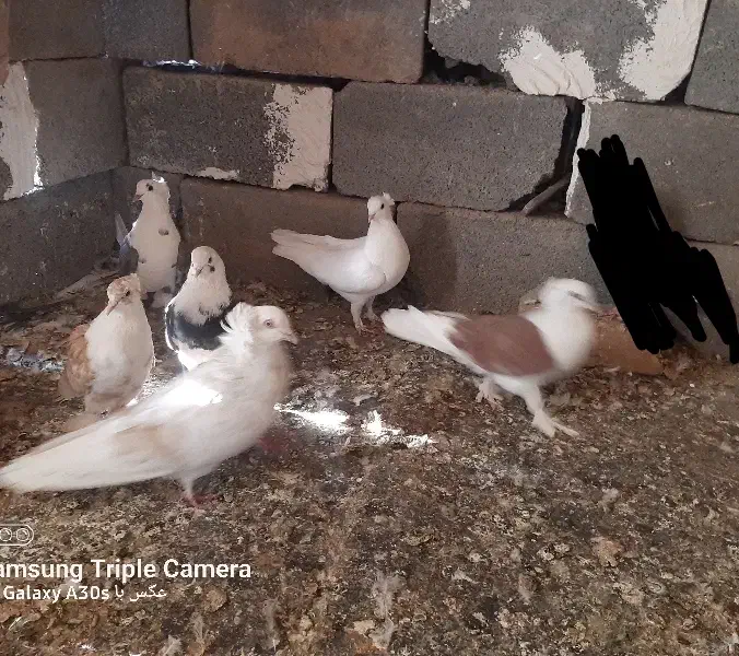 کبوتر|پرنده|زرندیه, |دیوار