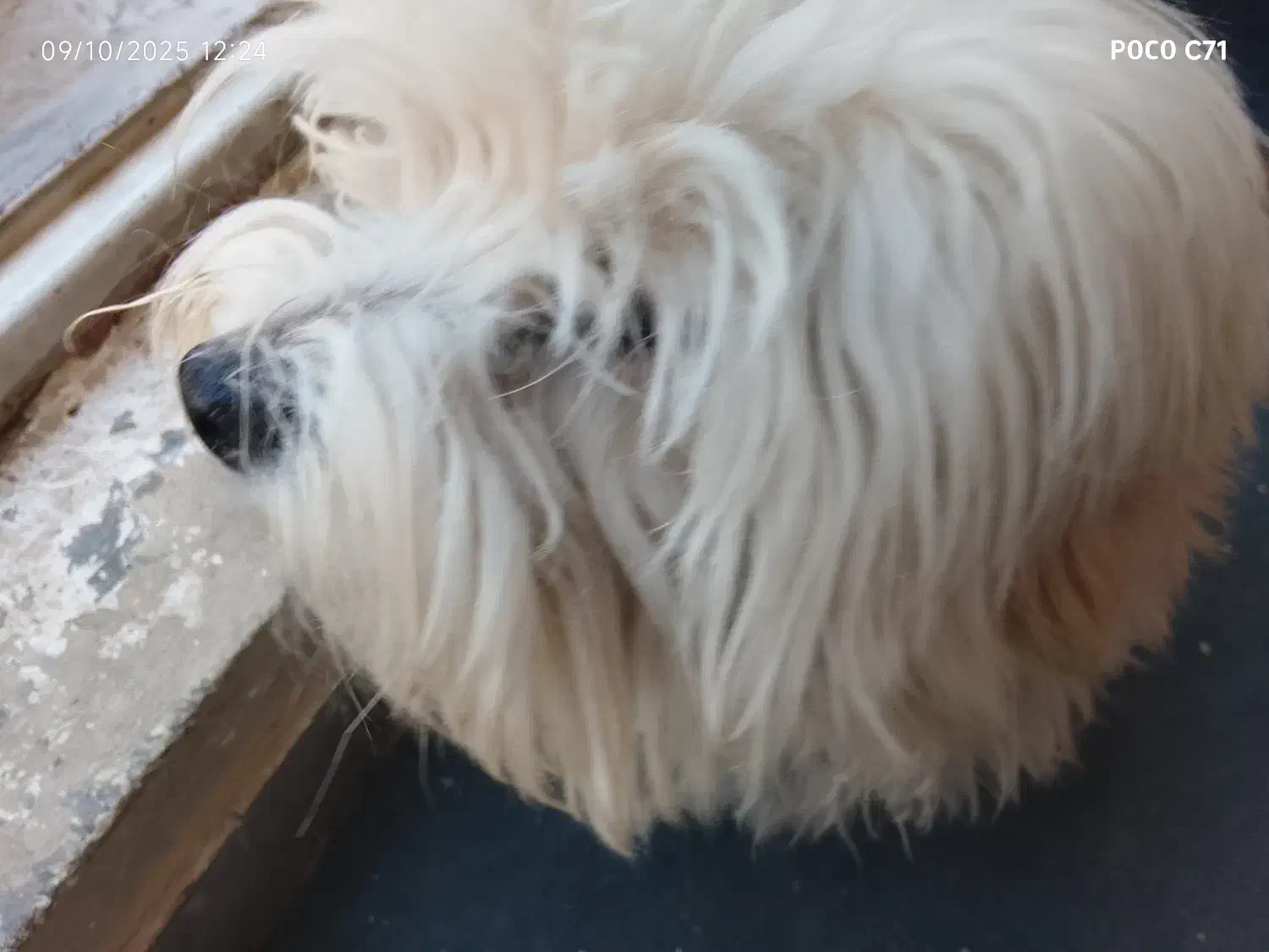 واگذاری|سگ|زرقان, |دیوار