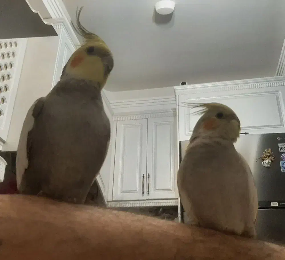 عروس هلندی جفت و زیبا|پرنده|تهران, منیریه|دیوار