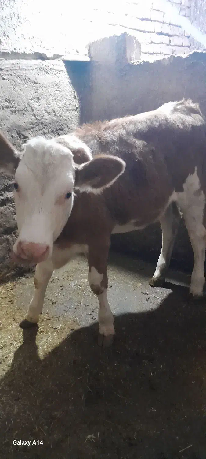 گوساله سیمینتال اصل|حیوانات مزرعه|موچش, |دیوار