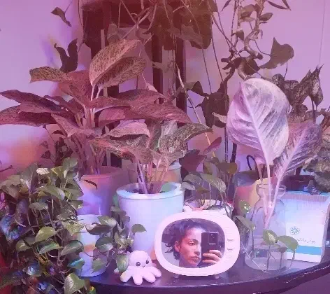 گیاه درمانی و خدمات گل و گیاه|گل و گیاه طبیعی|پردیس, فاز ۲|دیوار