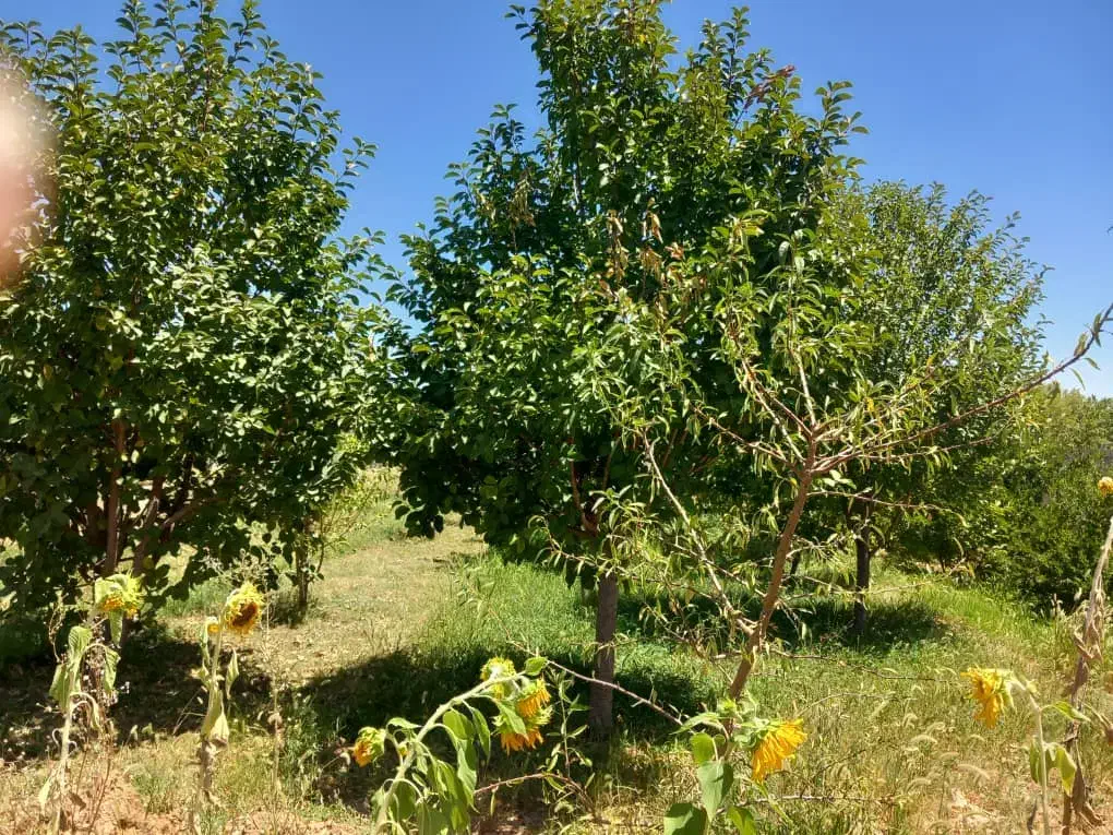 باغ میوه|فروش زمین و ملک کلنگی|آباده, |دیوار