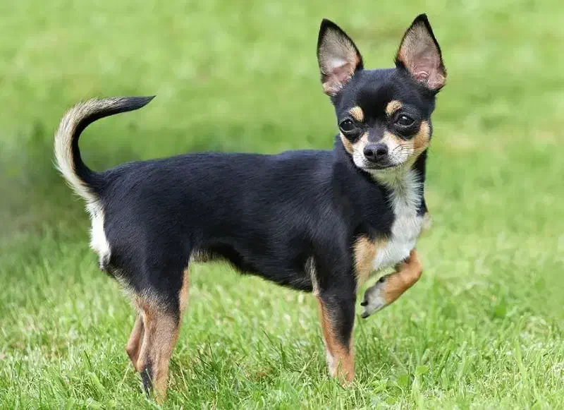 سگ نر شی وآوا جهت جفت گیری|سگ|صدرا-فارس, فاز ۱|دیوار