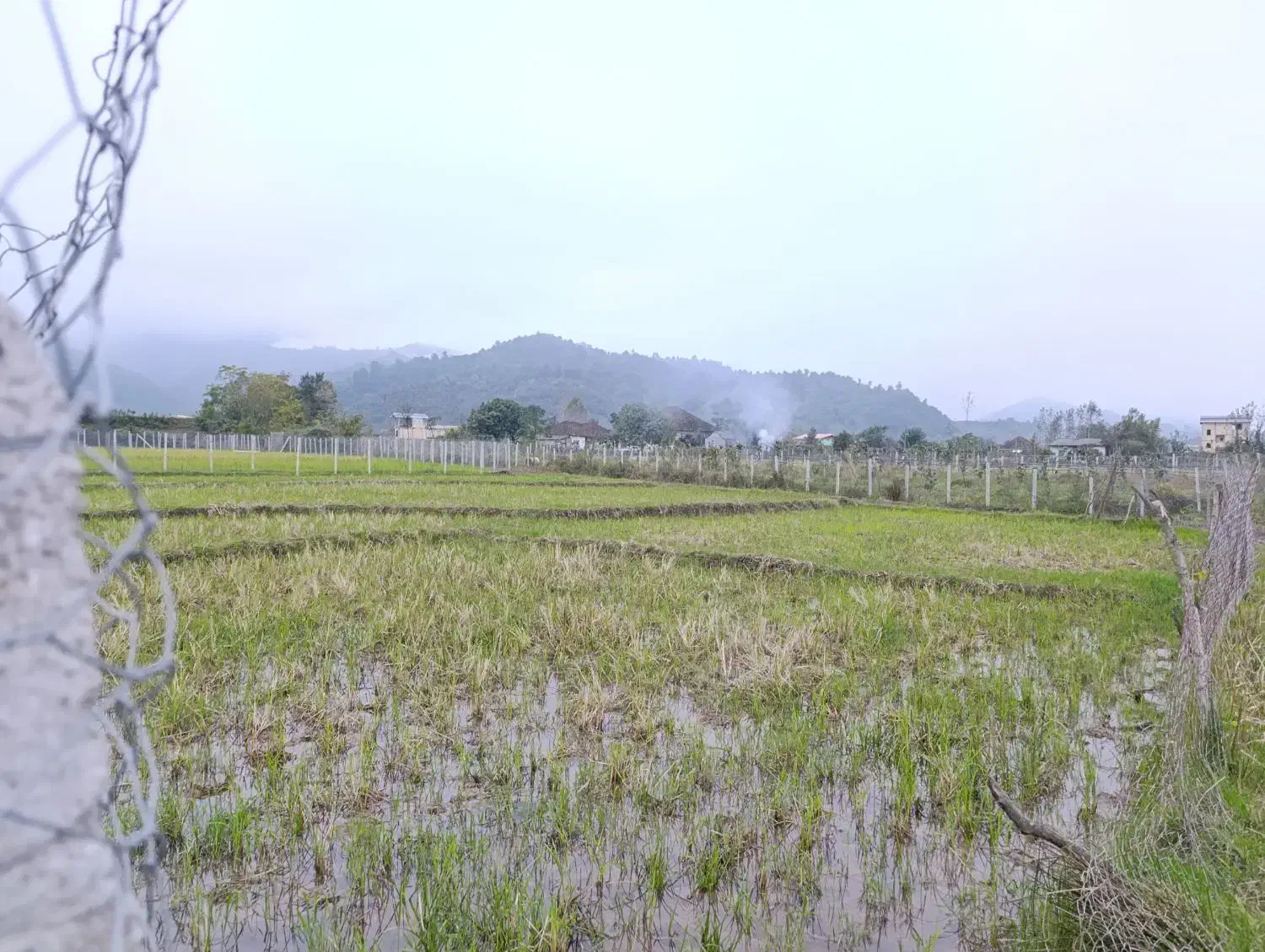 شالیزار در موقعیت خوب در پلاسی|فروش زمین و ملک کلنگی|چوبر, |دیوار