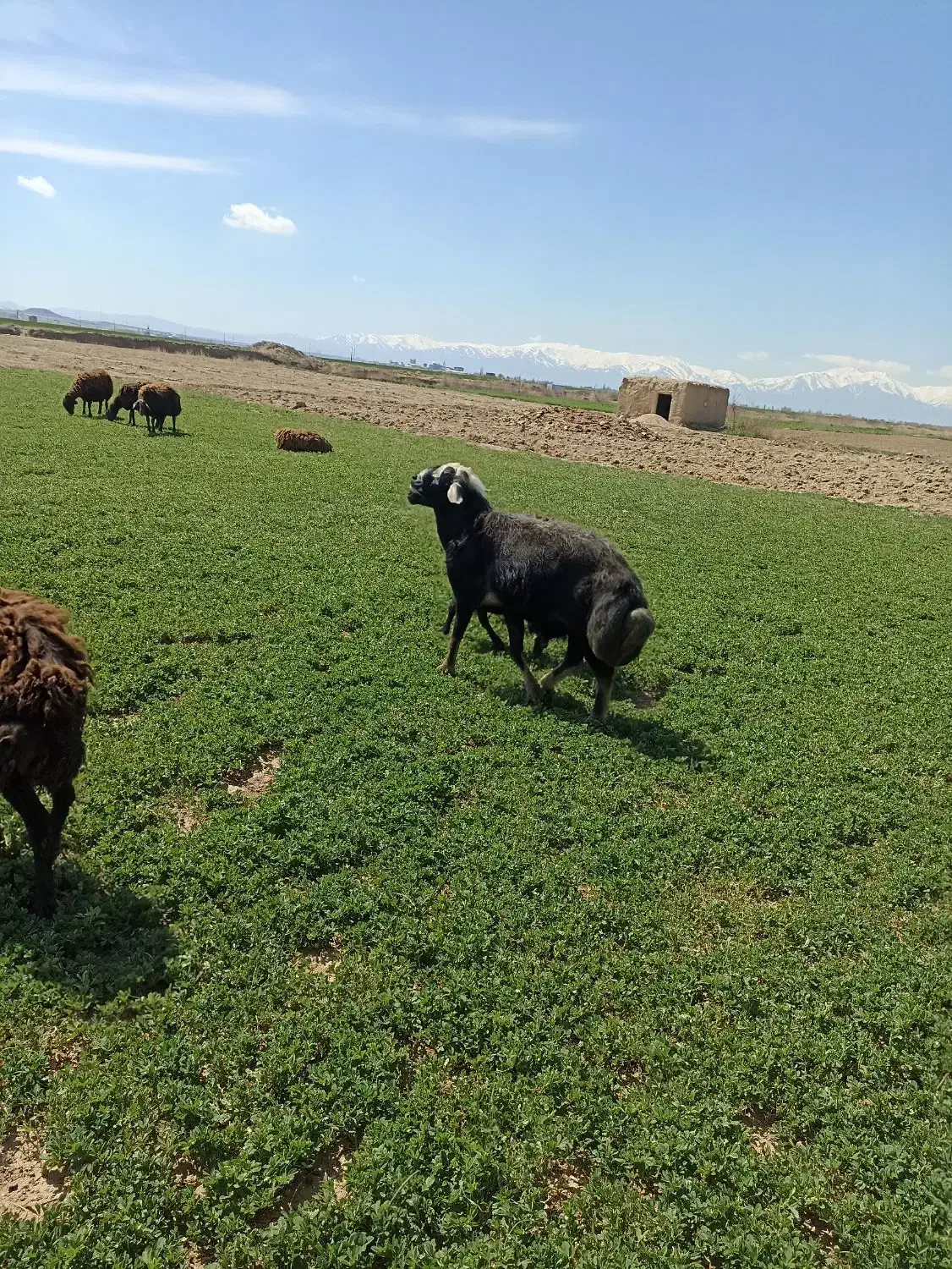 قوچ|حیوانات مزرعه|لالجین, |دیوار