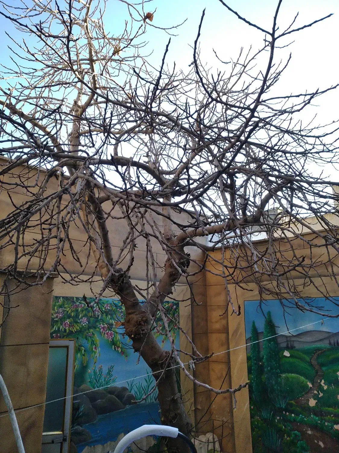 خدمات باغبانی طبیعت|خدمات باغبانی و درختکاری|قم, امامزاده ابراهیم|دیوار