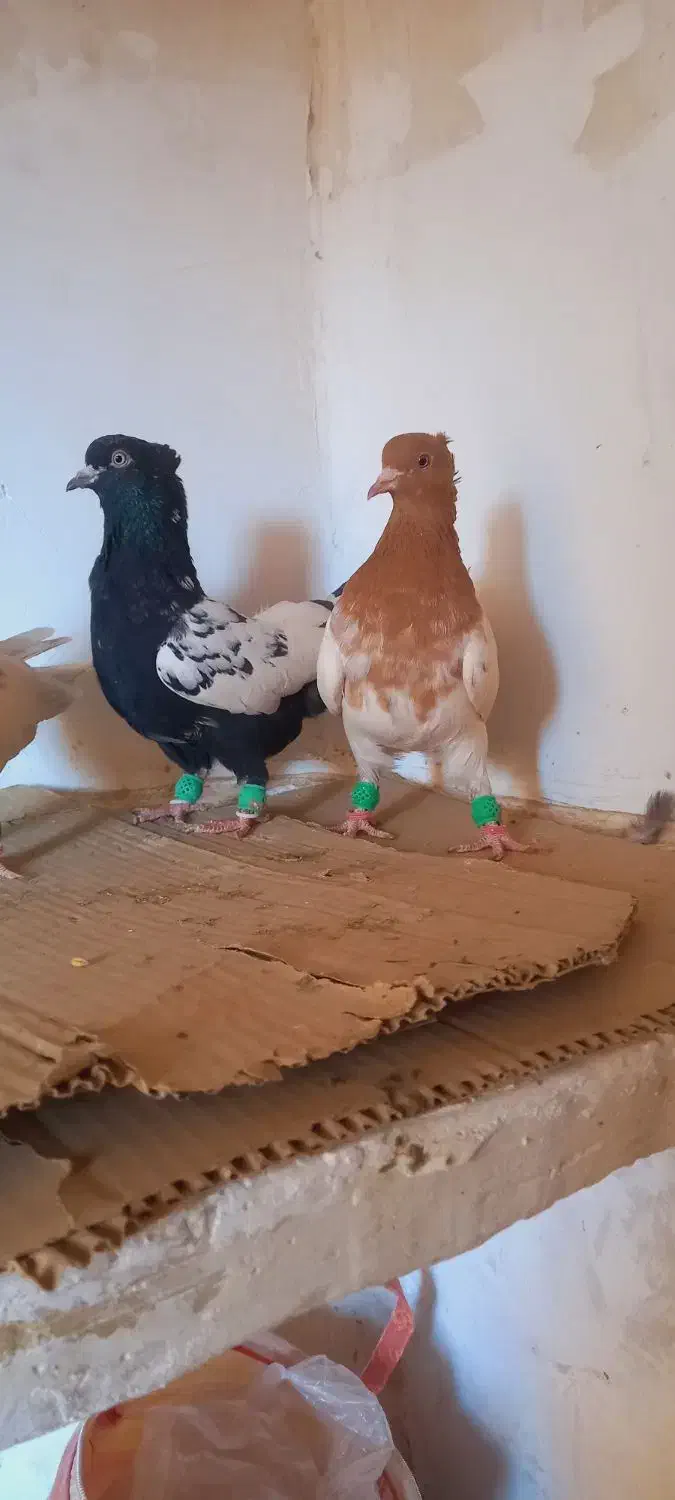 چهارتا ماده رنگه هوایی|پرنده|فرح دشت, |دیوار