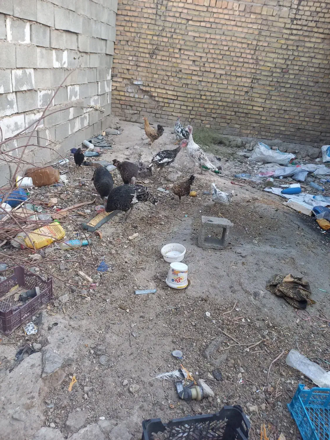 حیوانات مزرعه|حیوانات مزرعه|ایذه, |دیوار