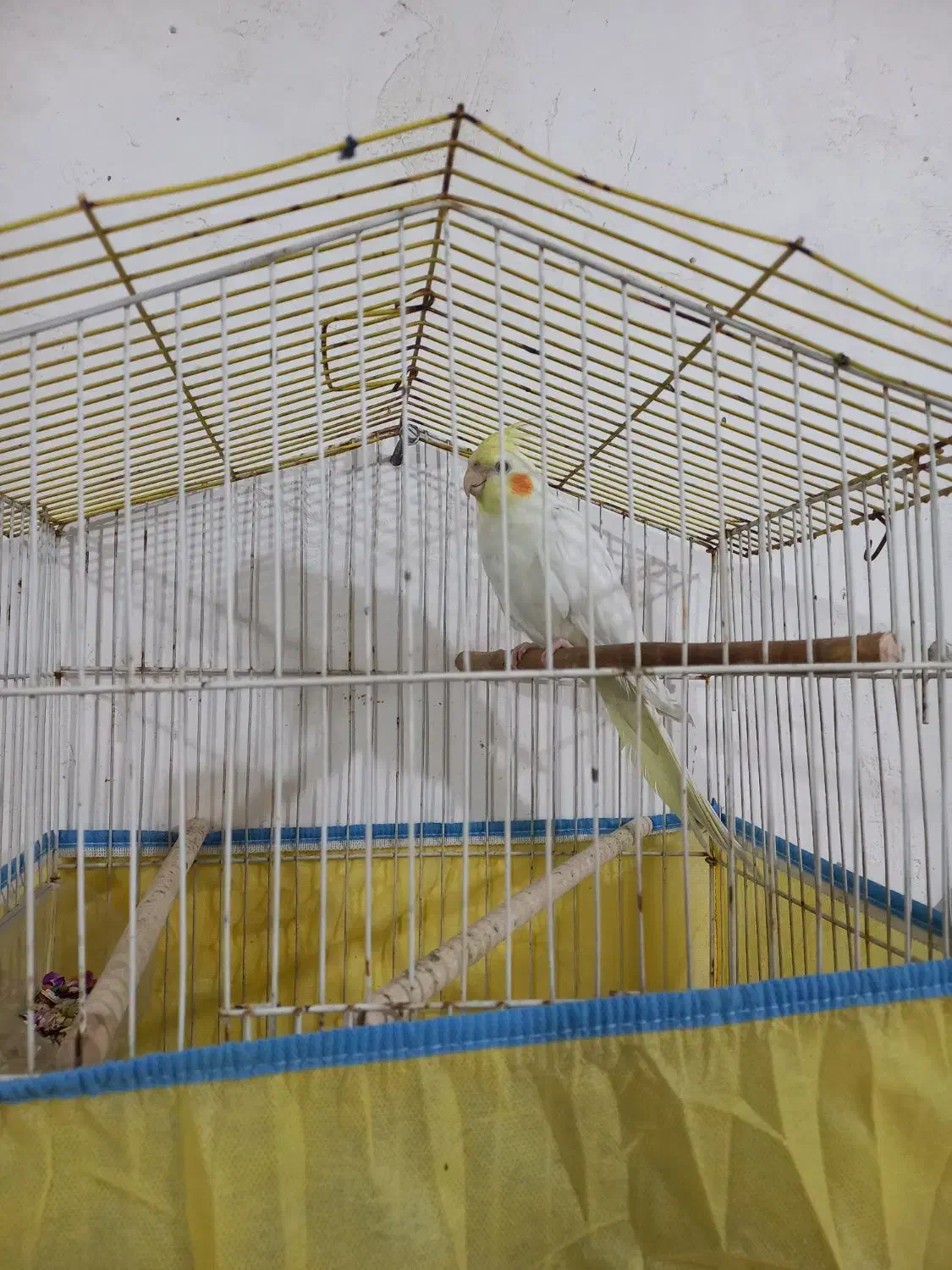 عروس هلندی|پرنده|شیراز, بید زرد|دیوار