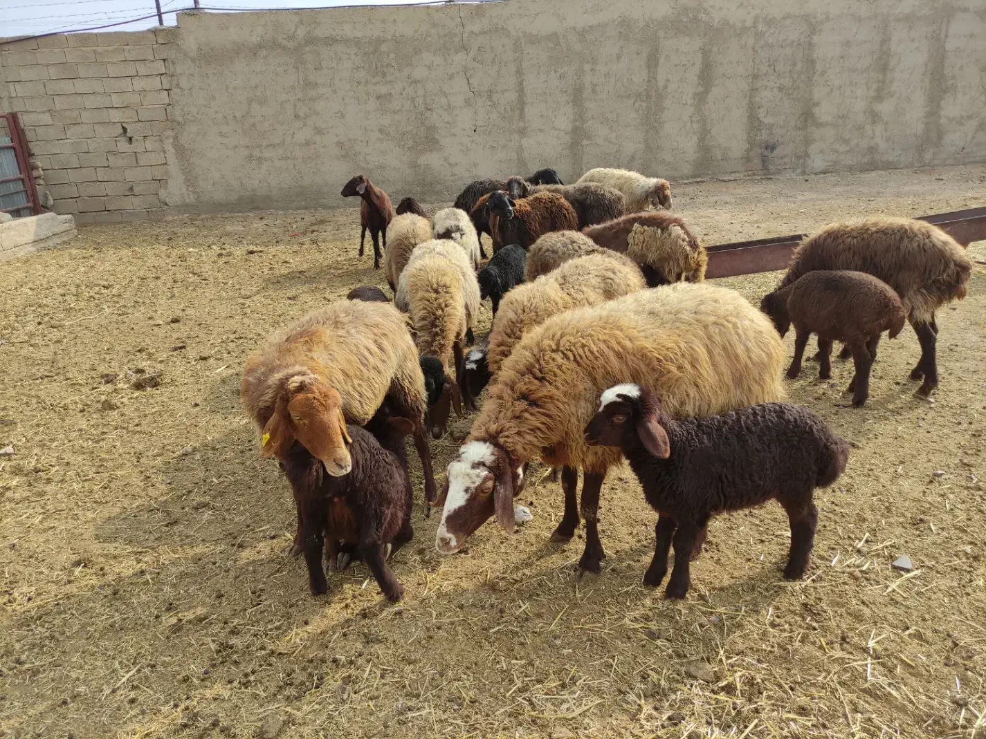 حیوانات مزرعه|حیوانات مزرعه|شاهرود, |دیوار