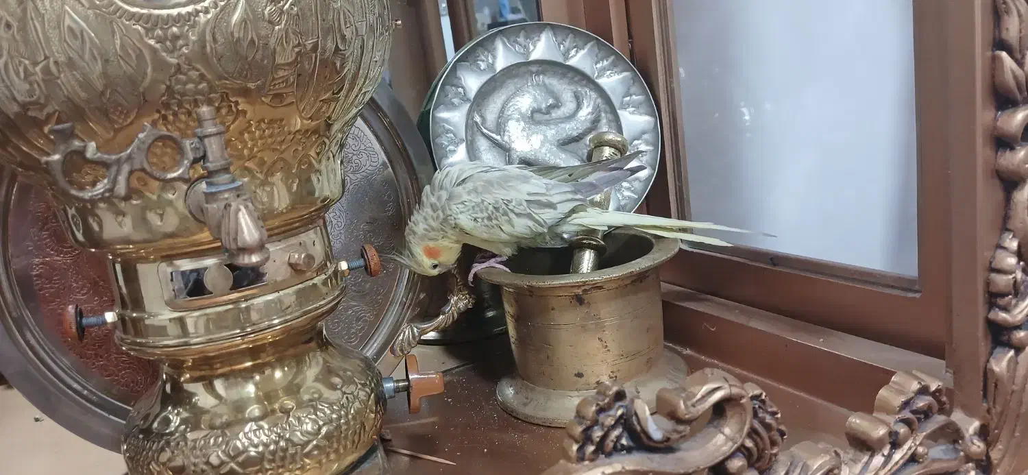 عروس هلندی ماده|پرنده|سیلاخور, |دیوار