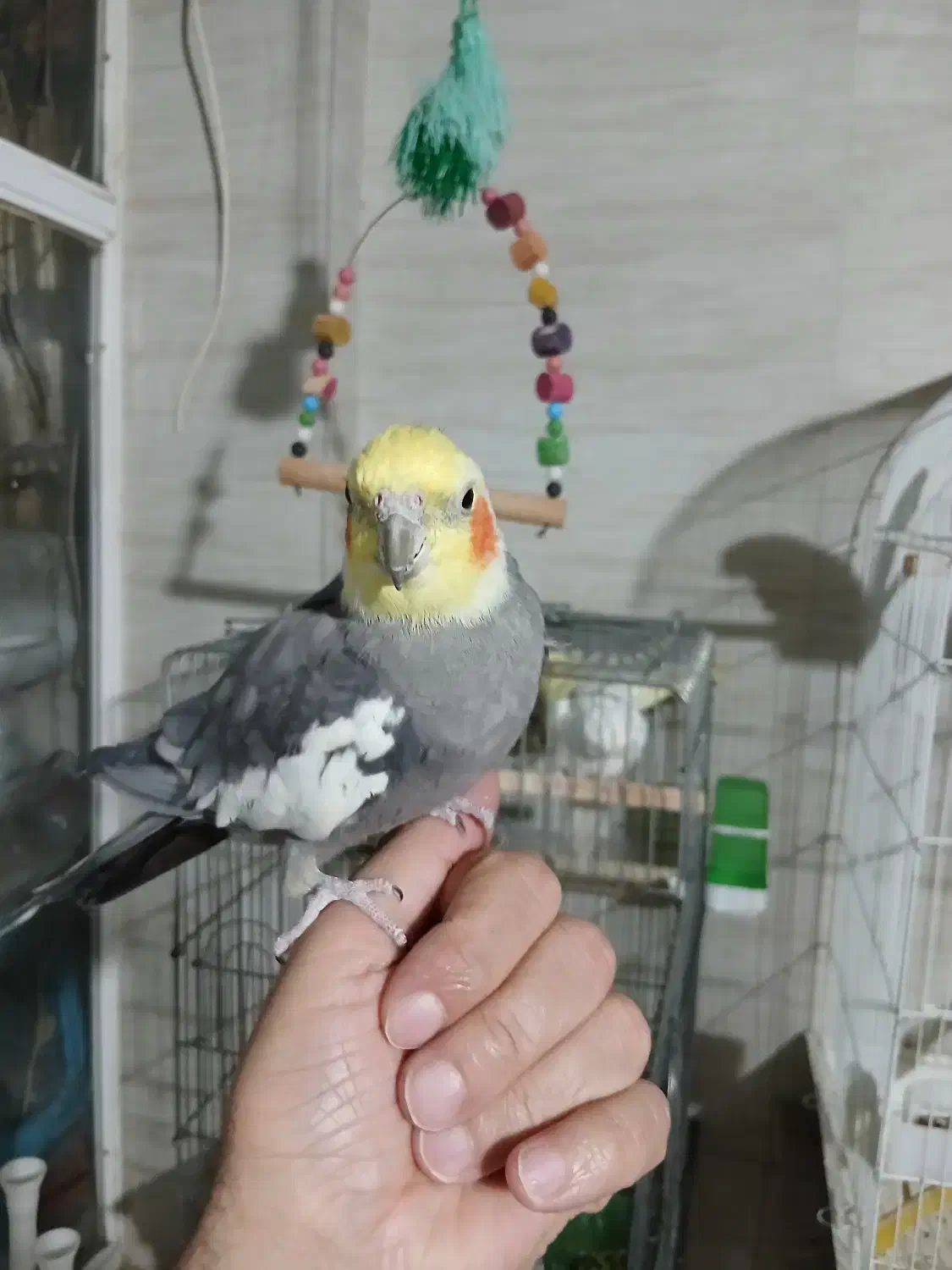 عروس هلندی سینامون دو سه کلمه میگه|پرنده|آستارا, |دیوار