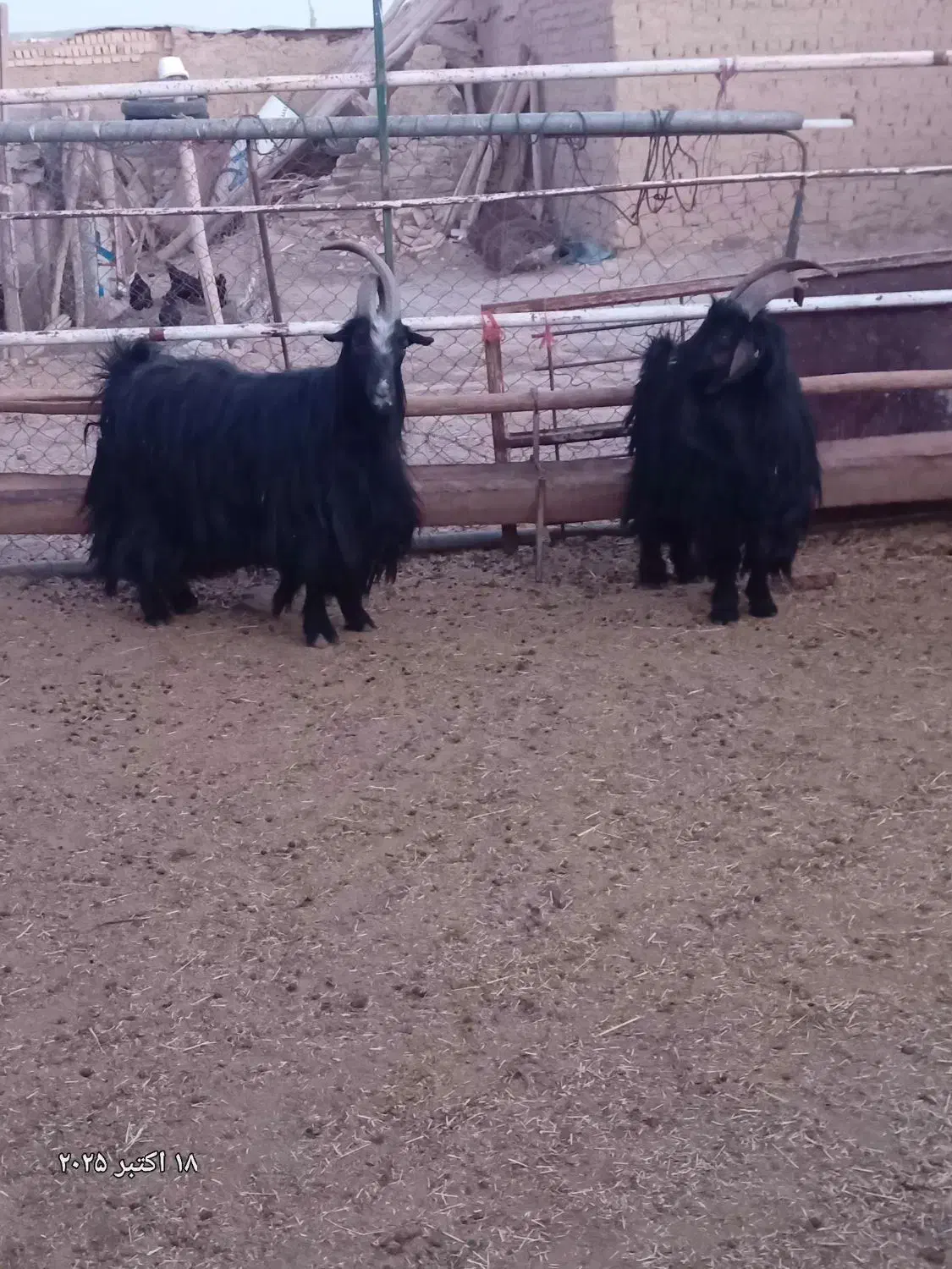 بزغاله دوبر جلو رو|حیوانات مزرعه|فرمهین, |دیوار