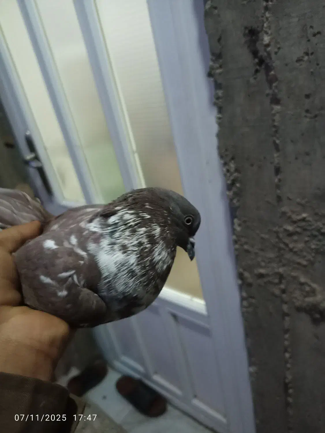 ۳۰۰دونی|پرنده|آبدانان, |دیوار