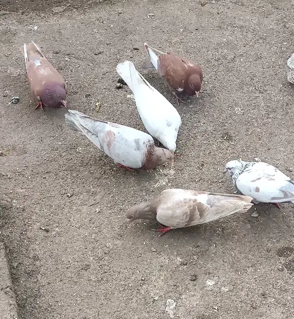 کبوتر|پرنده|املش, |دیوار