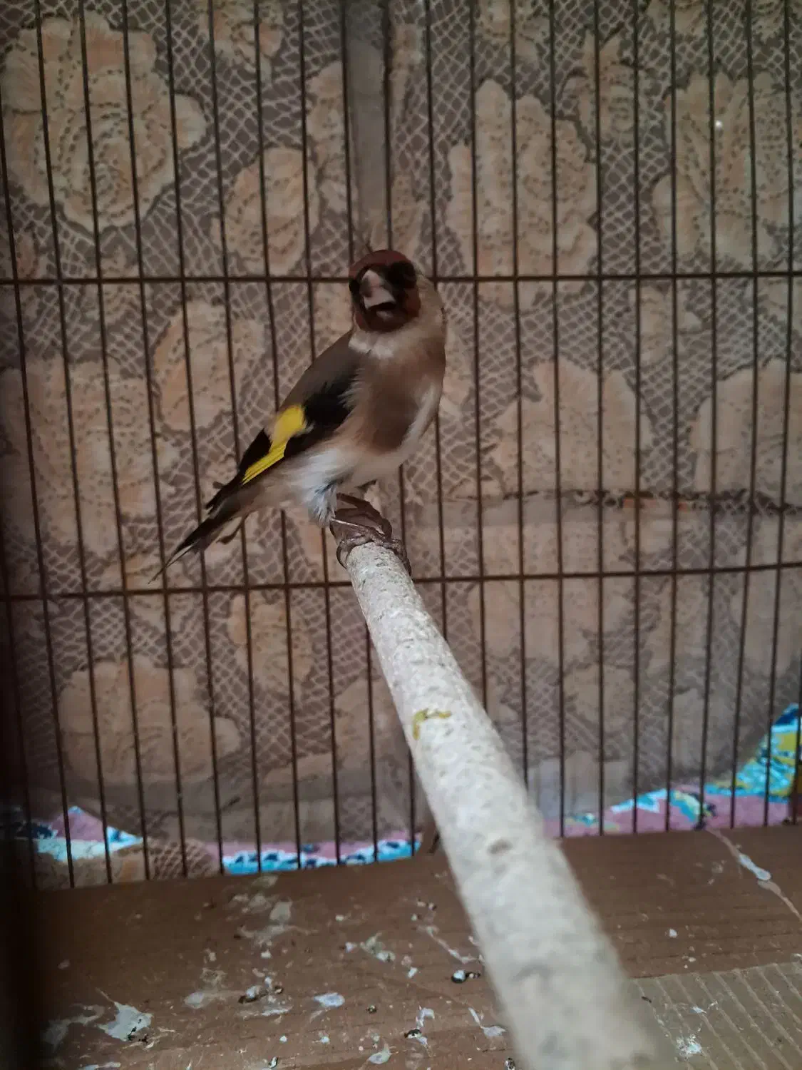 سهره ماده چونه|پرنده|رشت, حافظ آباد|دیوار