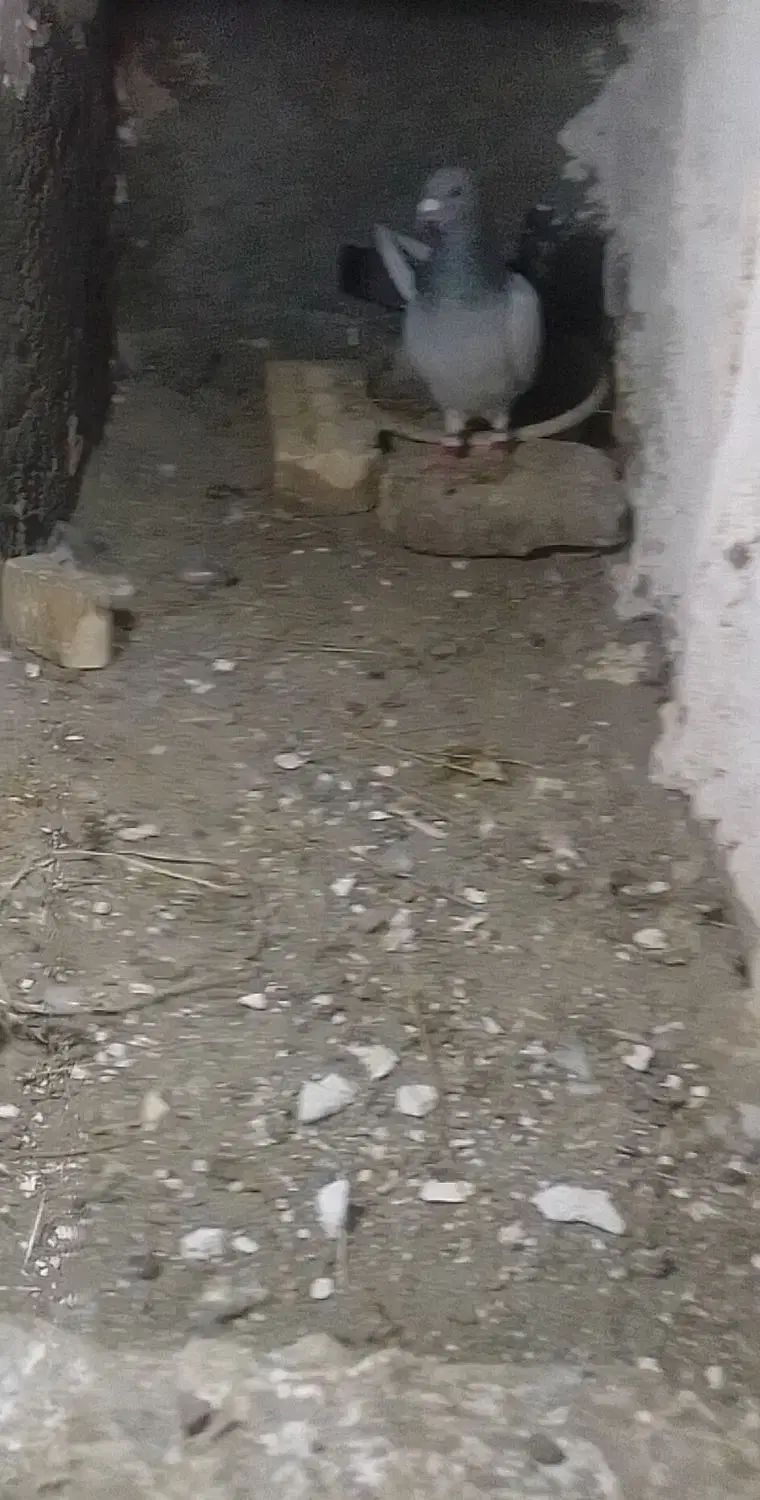 کفتر نره|پرنده|چناران, |دیوار