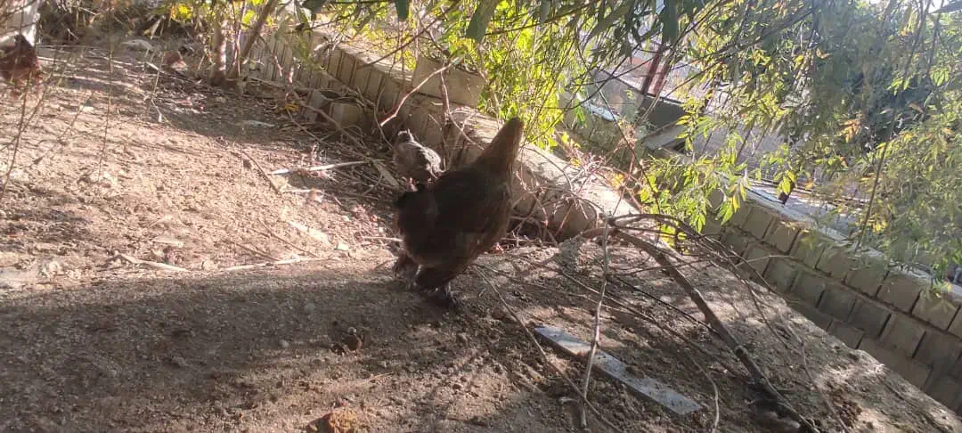 مرغ و بوقلمون|حیوانات مزرعه|چیتاب, |دیوار