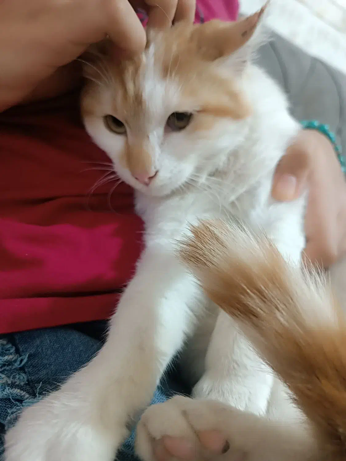 گربه نر|گربه|بجنورد, |دیوار