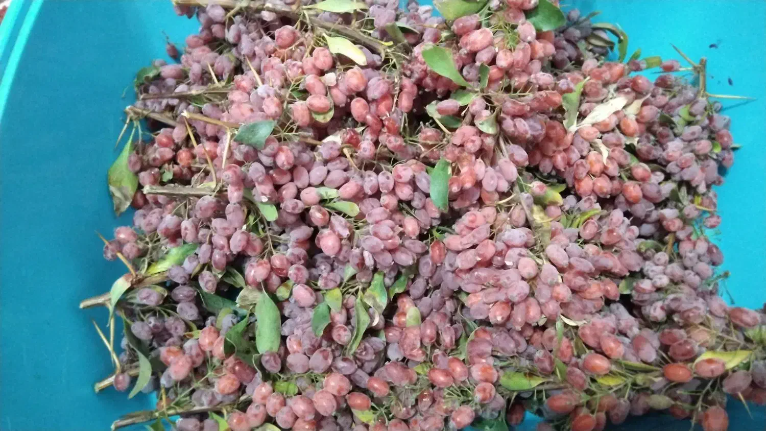 زرشک تازه با خاشه کیلو 130|خوردنی و آشامیدنی|خواف, |دیوار