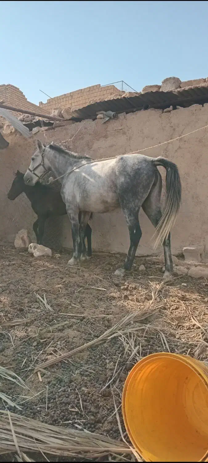 کره و مادیون|اسب و تجهیزات اسب‌سواری|شوشتر, |دیوار