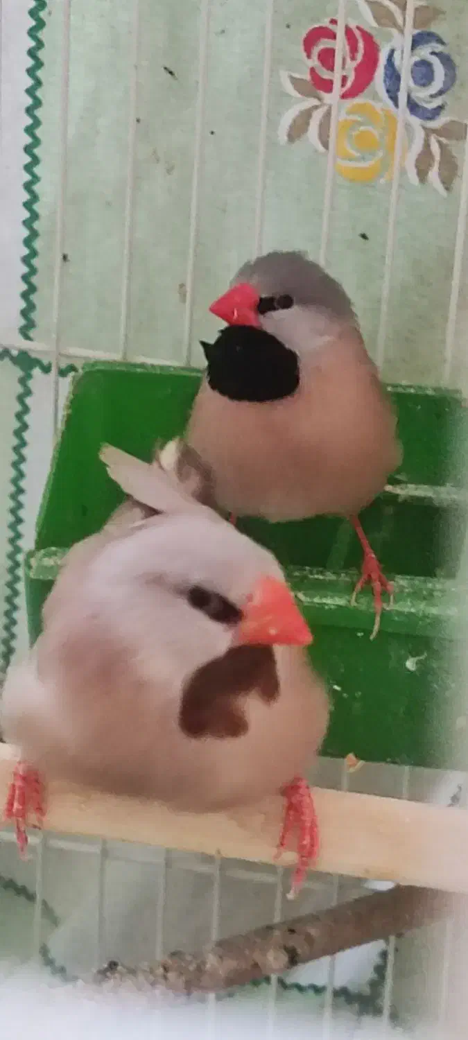 فنچ کرواتی، فنچ توت فرنگی ،کبوتر الماسی|پرنده|تهران, حکمت|دیوار