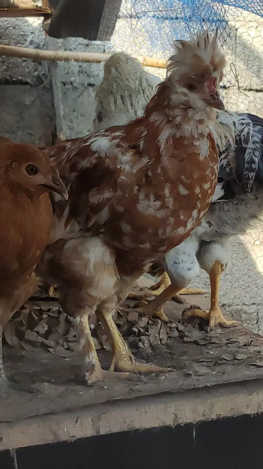 مرغ و خروس محلی و ماشینی|حیوانات مزرعه|چالوس, |دیوار