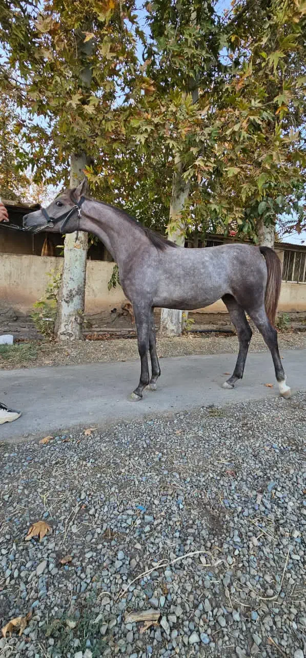 فروش تعدادی اسب همه شجره دار|اسب و تجهیزات اسبسواری|خمینیشهر, |دیوار