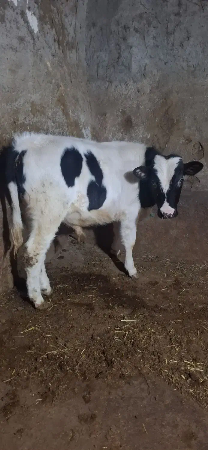 دو تا نر یدونه ماده سیمنتال|حیوانات مزرعه|قصابه, |دیوار