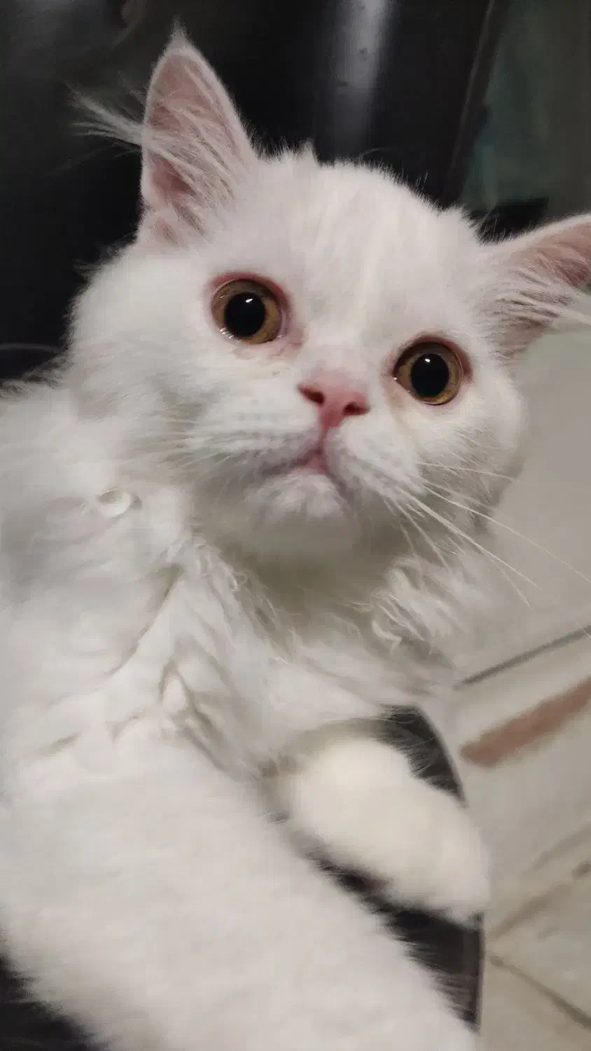 گربه نر پرشین هفت ماهه|گربه|تبریز, |دیوار