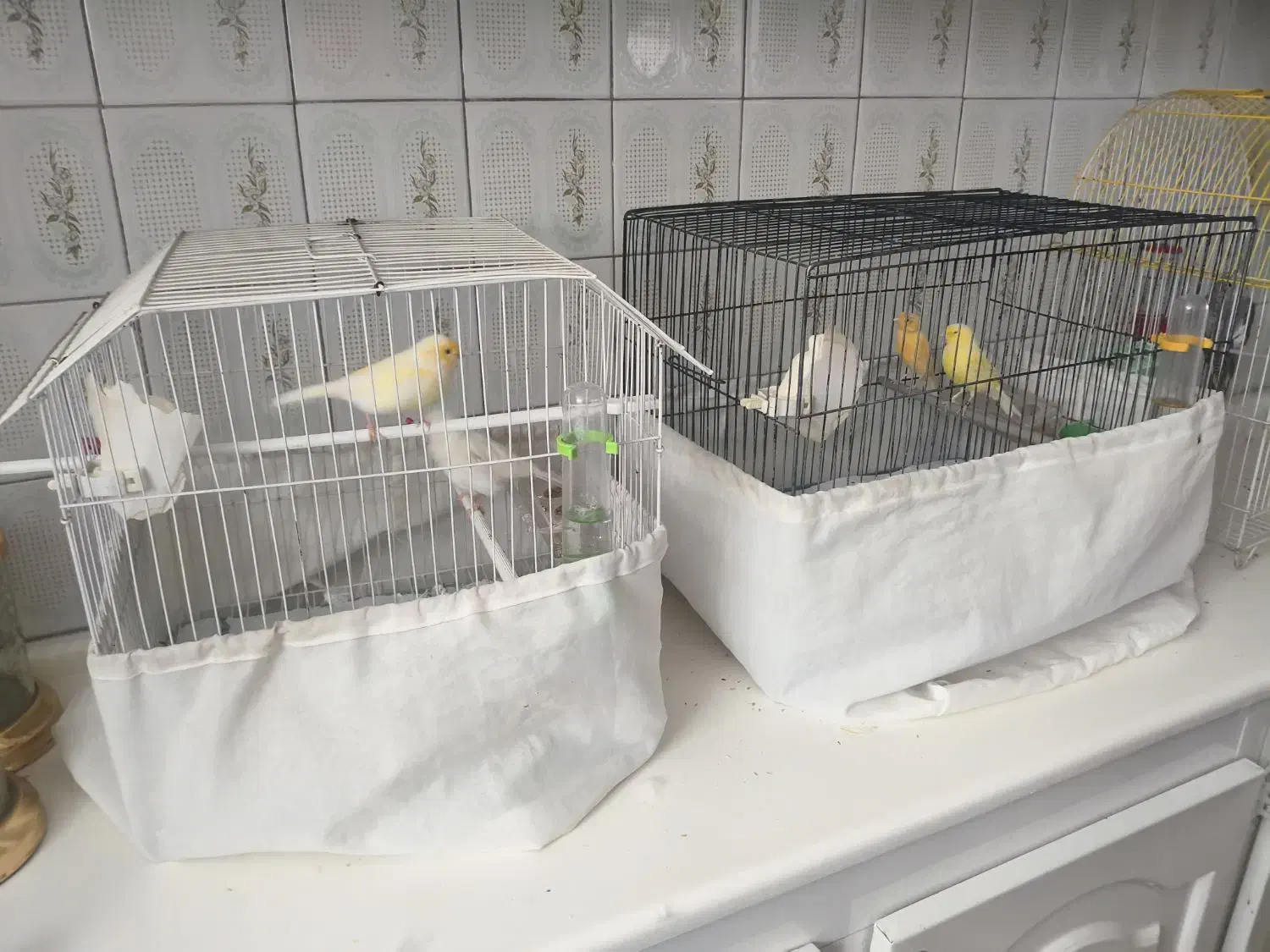 قناری|پرنده|نقده, |دیوار