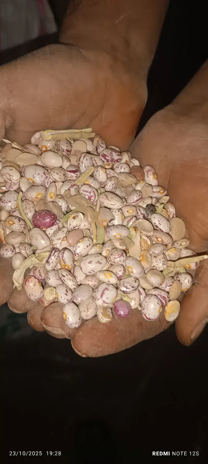 لوبیا چیتی|خوردنی و آشامیدنی|زاغه, |دیوار