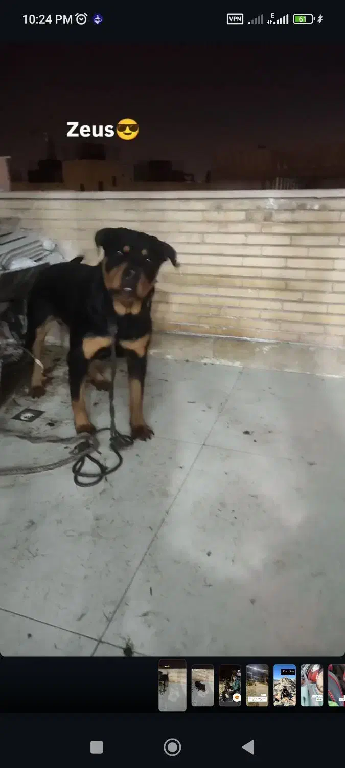 روتوایلر نر کشش|سگ|اصفهان, بهارستان|دیوار