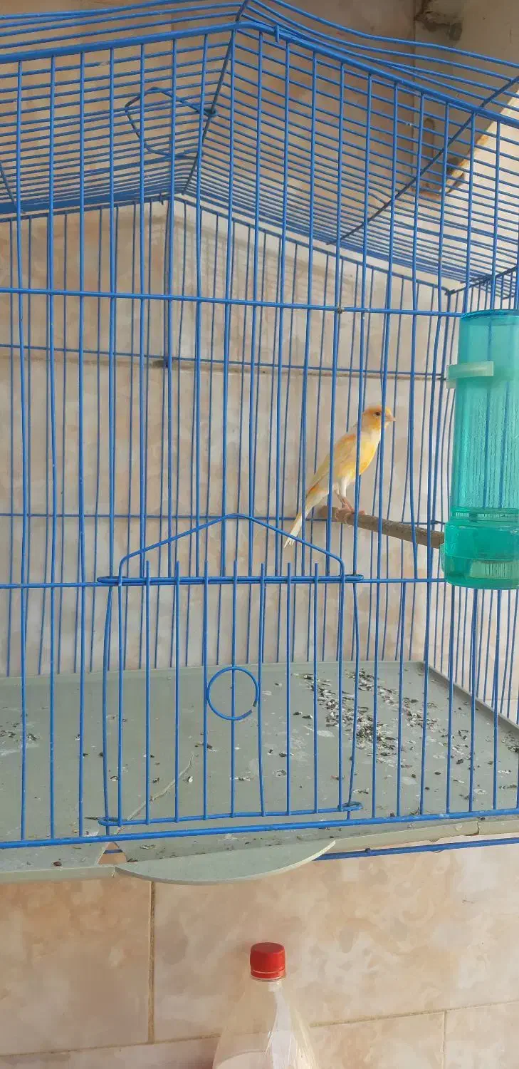 قناری نر|پرنده|شیراز, شریفآباد|دیوار