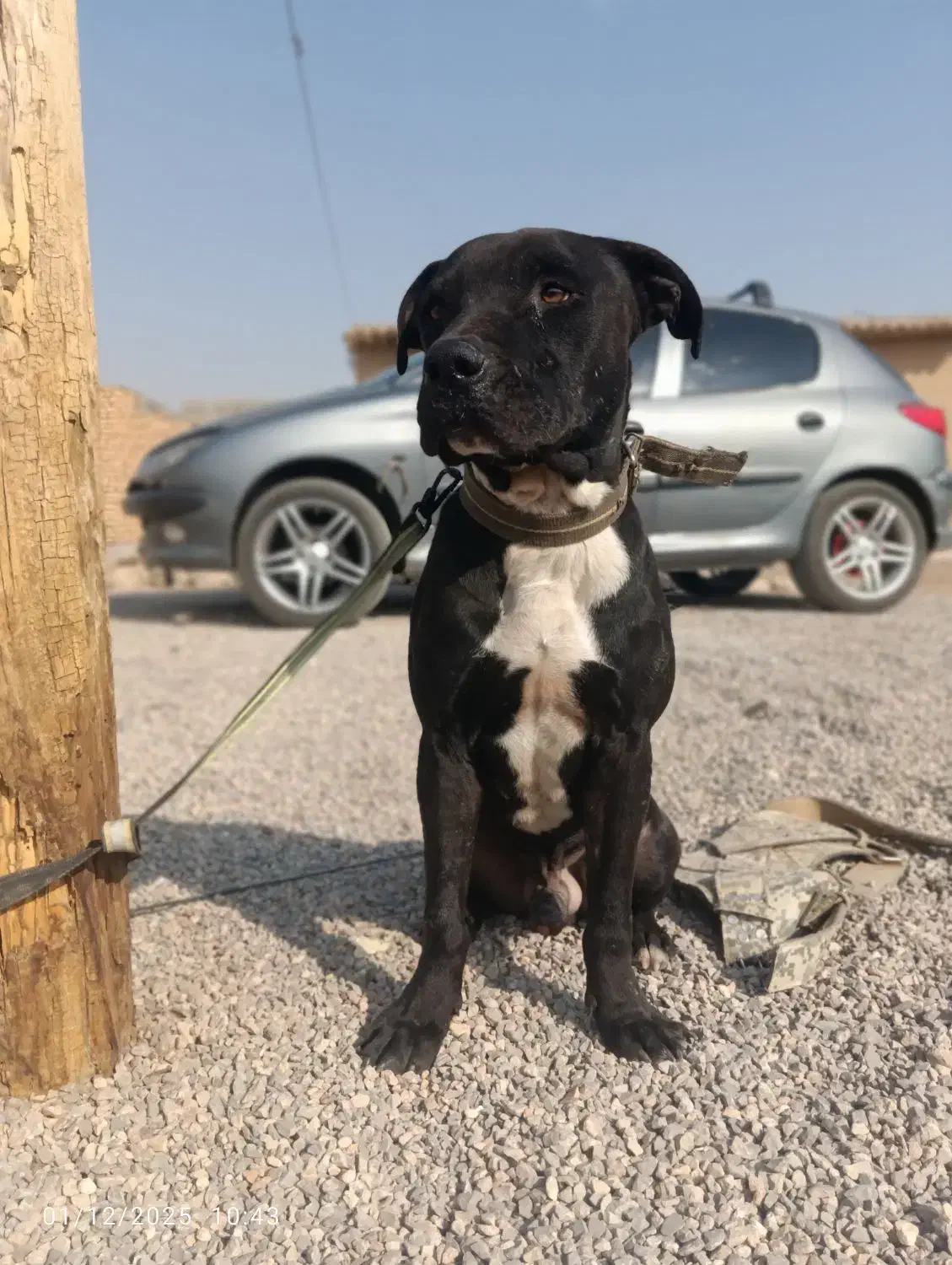 سگ پیتبول نر فول آموزش|سگ|اصفهان, سرشبادران|دیوار